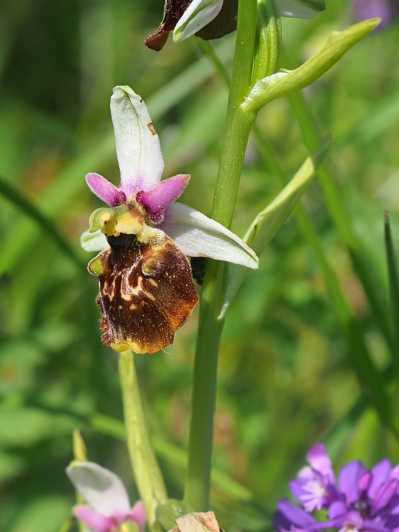 Orchideenspaziergang am Hochrhein