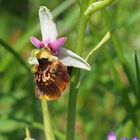 Orchideenspaziergang am Hochrhein