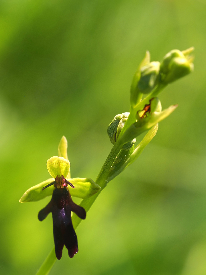 Orchideenspaziergang am Hochrhein