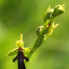 Orchideenspaziergang am Hochrhein