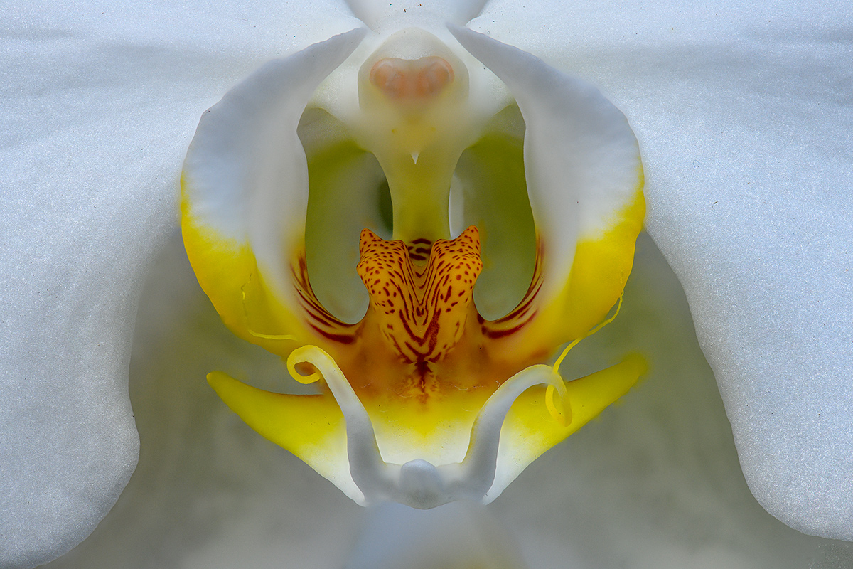 Orchideenstempel