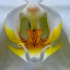 Orchideenstempel