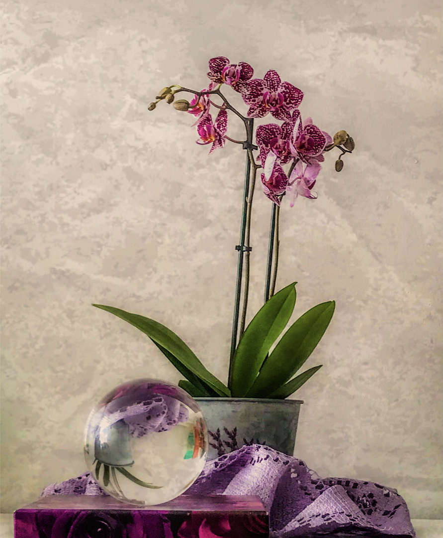 Orchideenstillleben