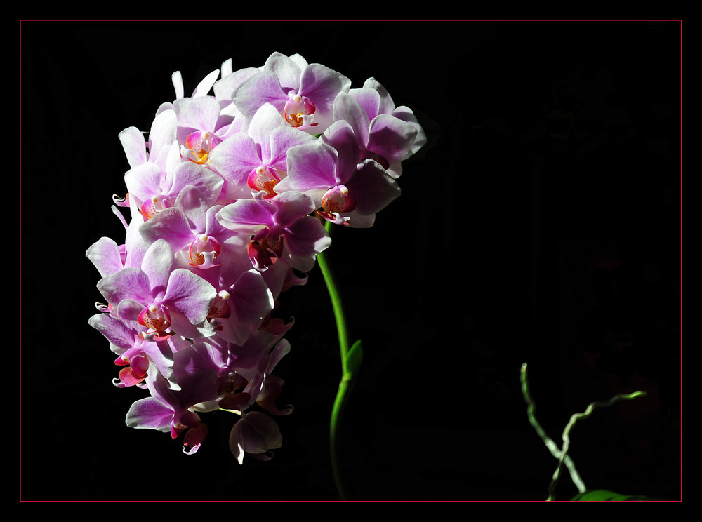 Orchideenstolz
