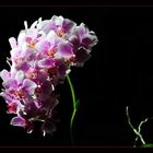Orchideenstolz