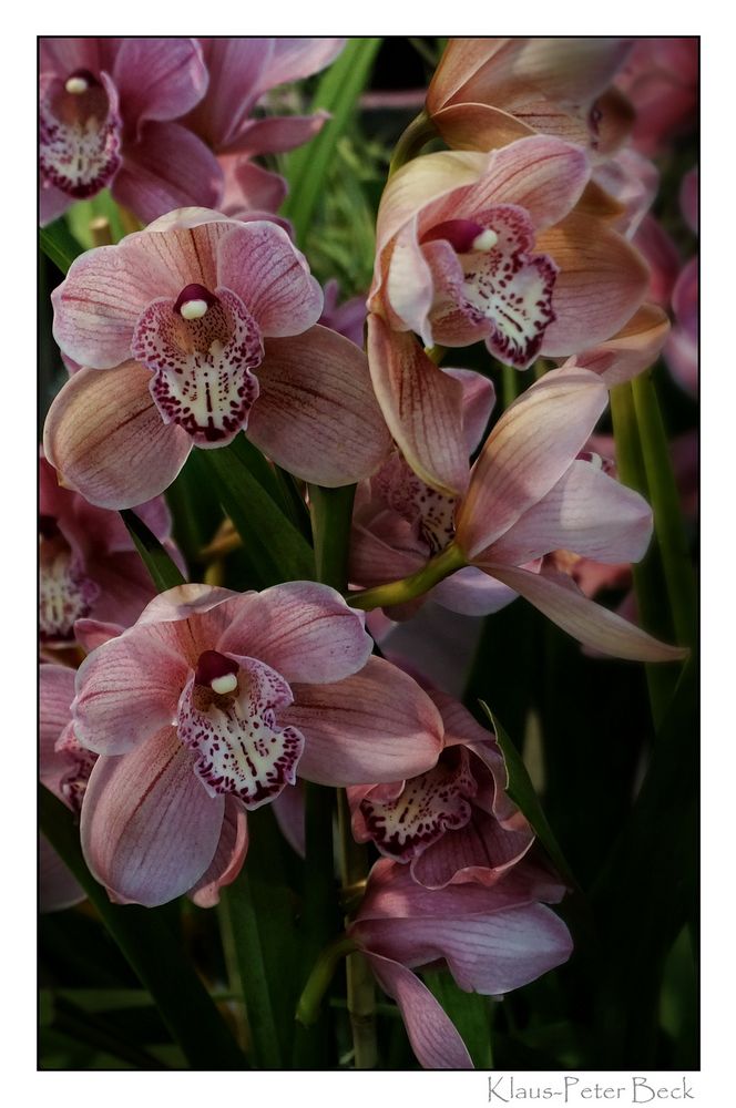 Orchideenstrauch