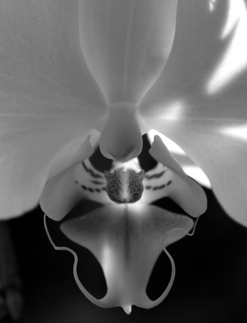 Orchideenstudie 2