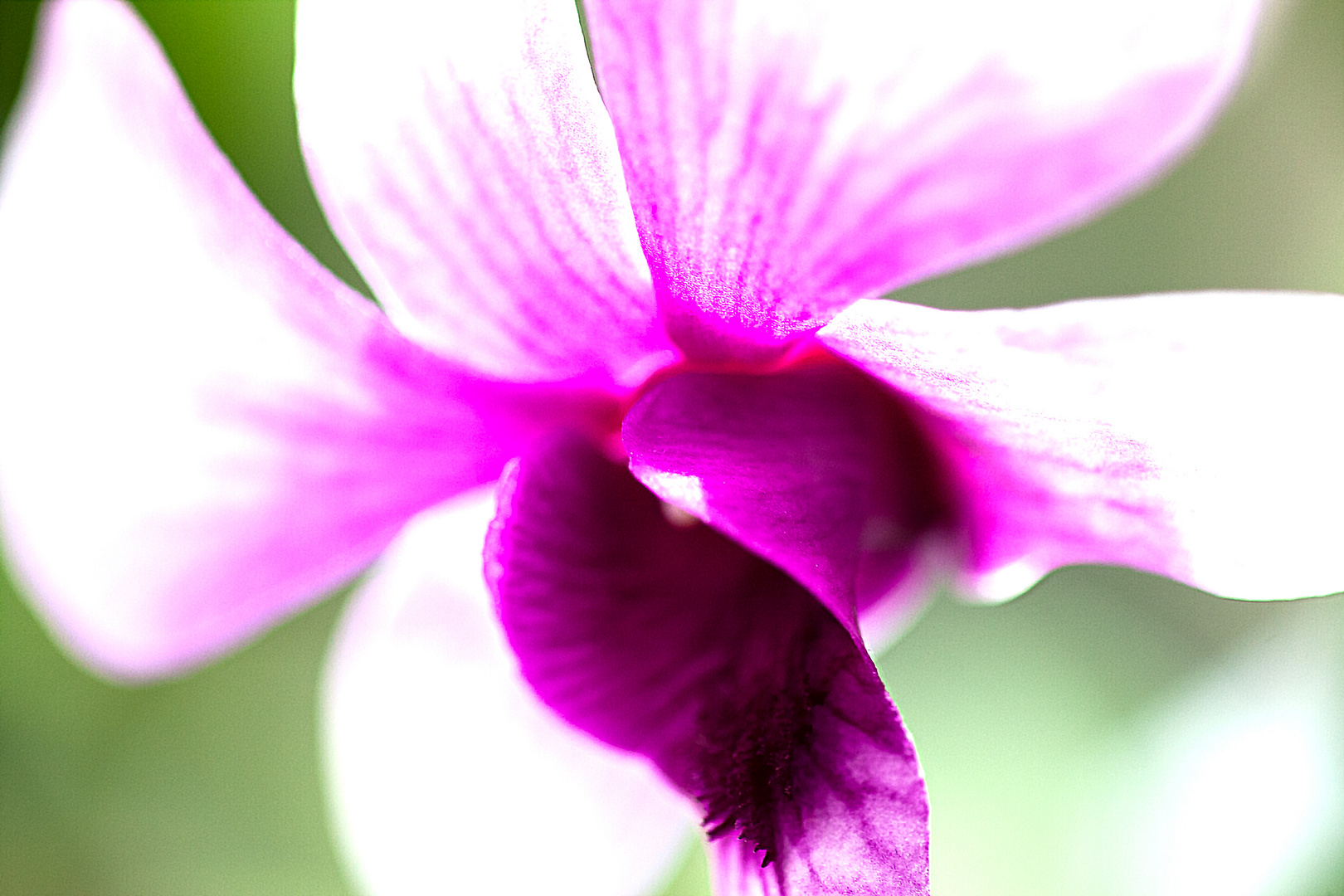 Orchideenstudie