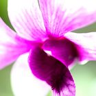 Orchideenstudie