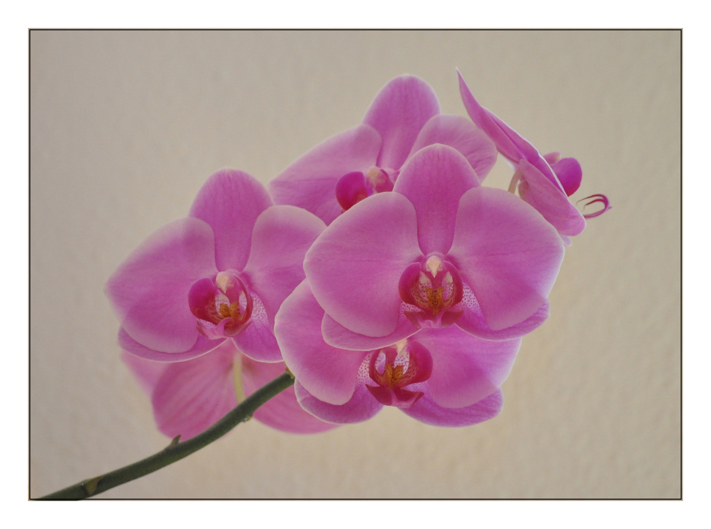 Orchideentag - 1