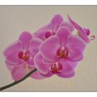 Orchideentag - 1