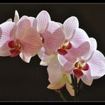 Orchideentag - 2