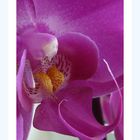 OrchideenTräume