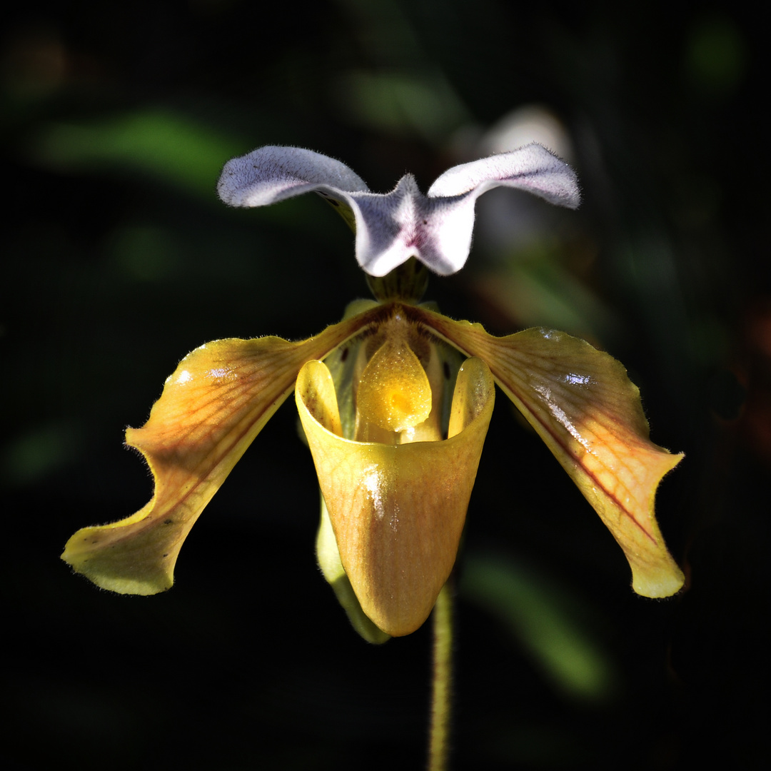 Orchideentraum 1