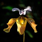 Orchideentraum 1