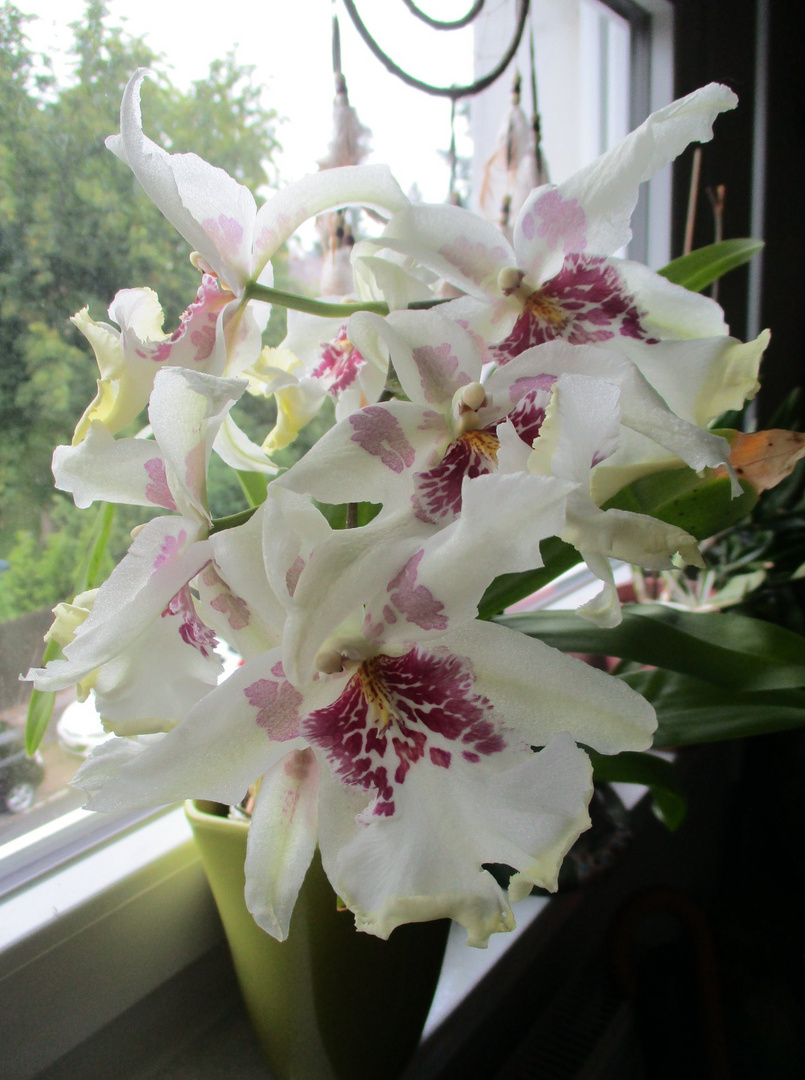 Orchideentraum 