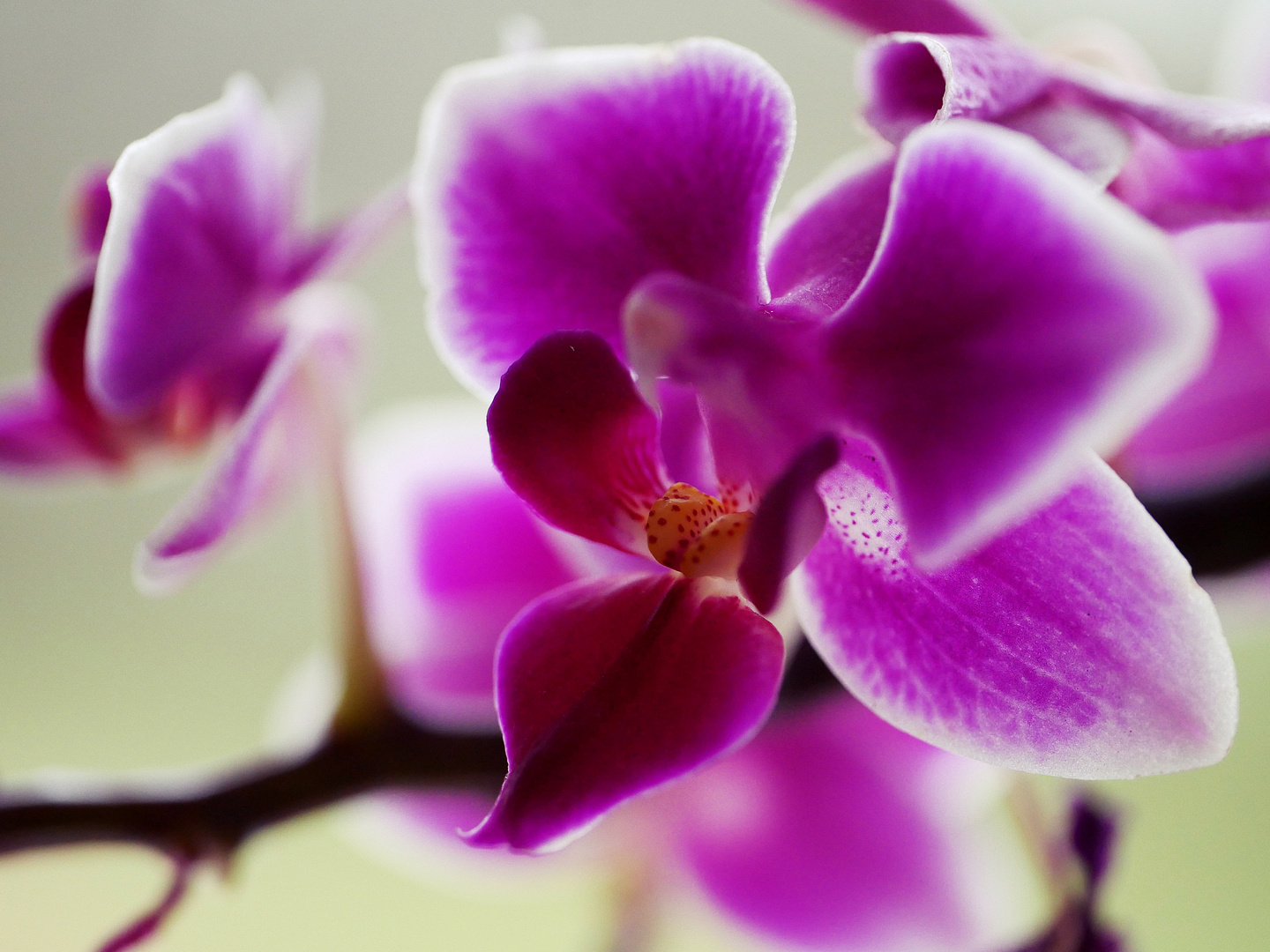 Orchideentraum