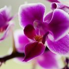 Orchideentraum