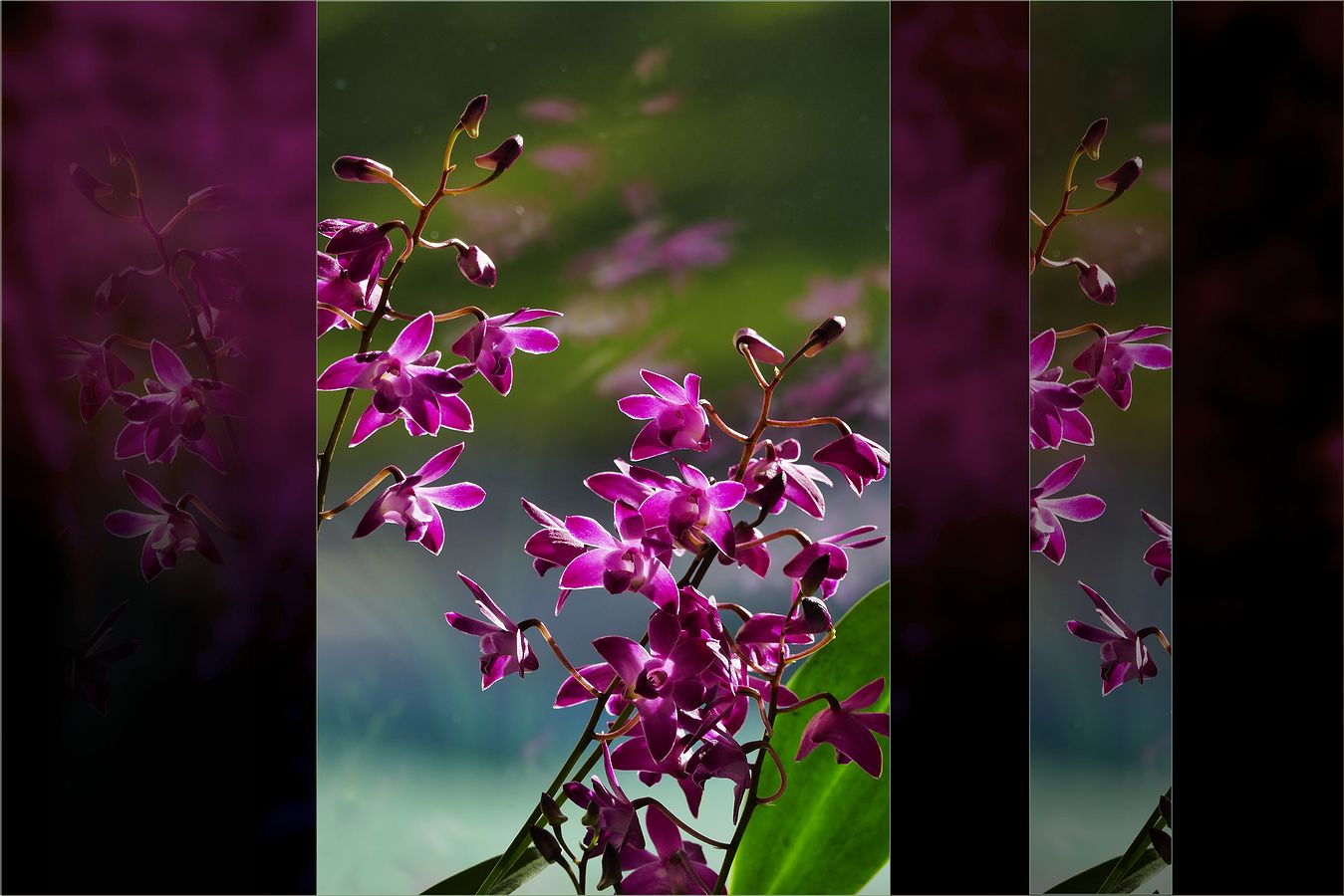 OrchideenTRAUM