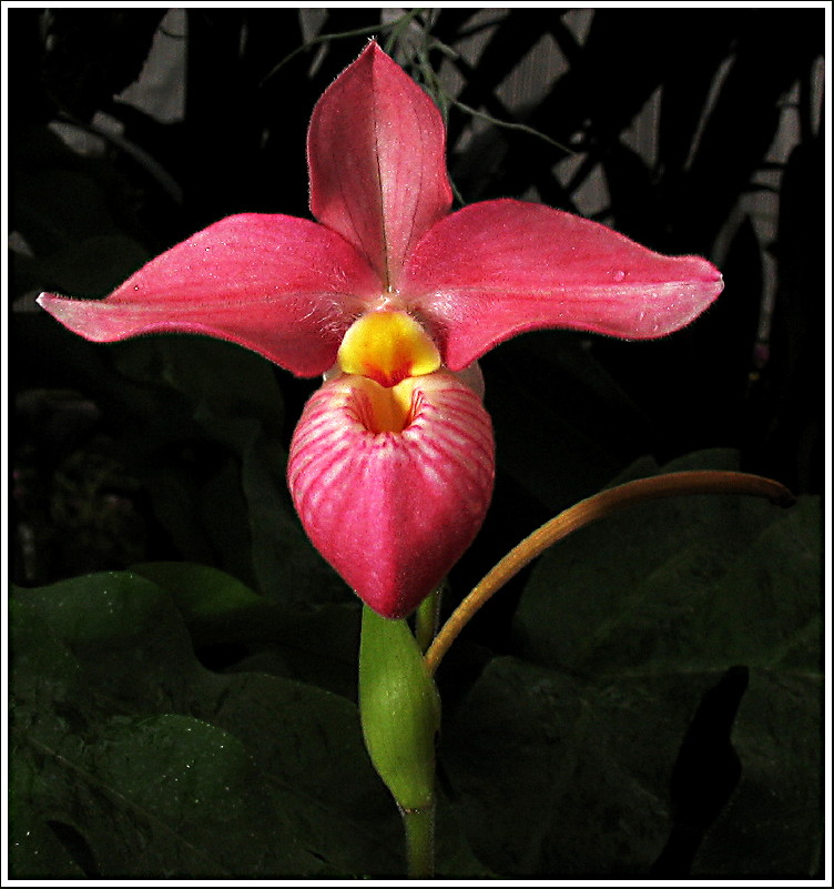 Orchideentraum, die Erste