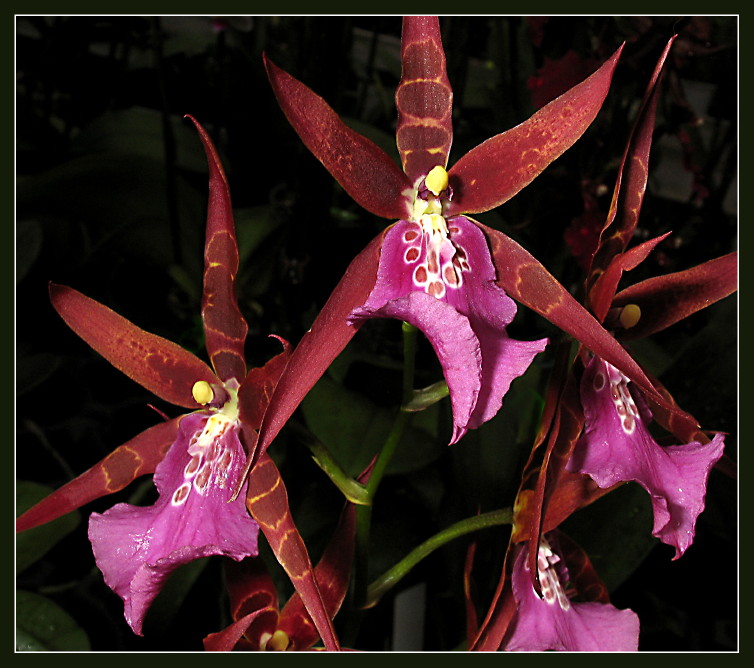Orchideentraum, die Fünfte