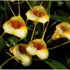 Orchideentraum, die Vierte