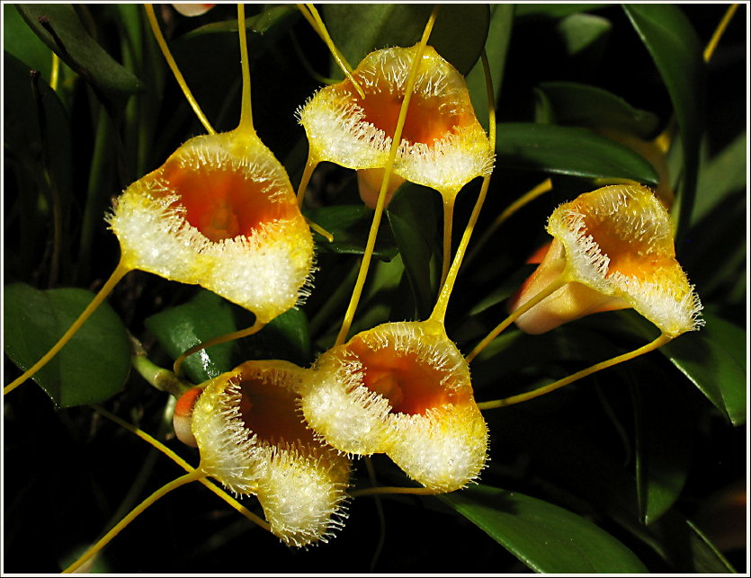 Orchideentraum, die Vierte