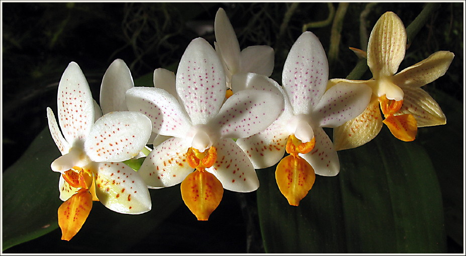 Orchideentraum, die Zweite