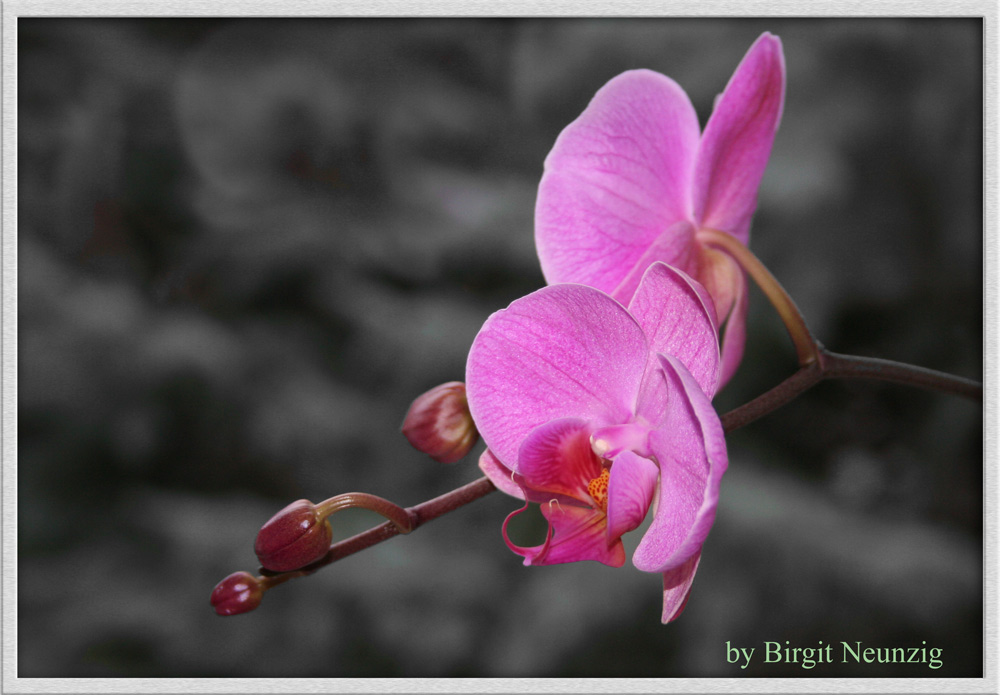 Orchideentraum im Winter