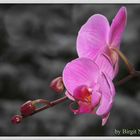 Orchideentraum im Winter