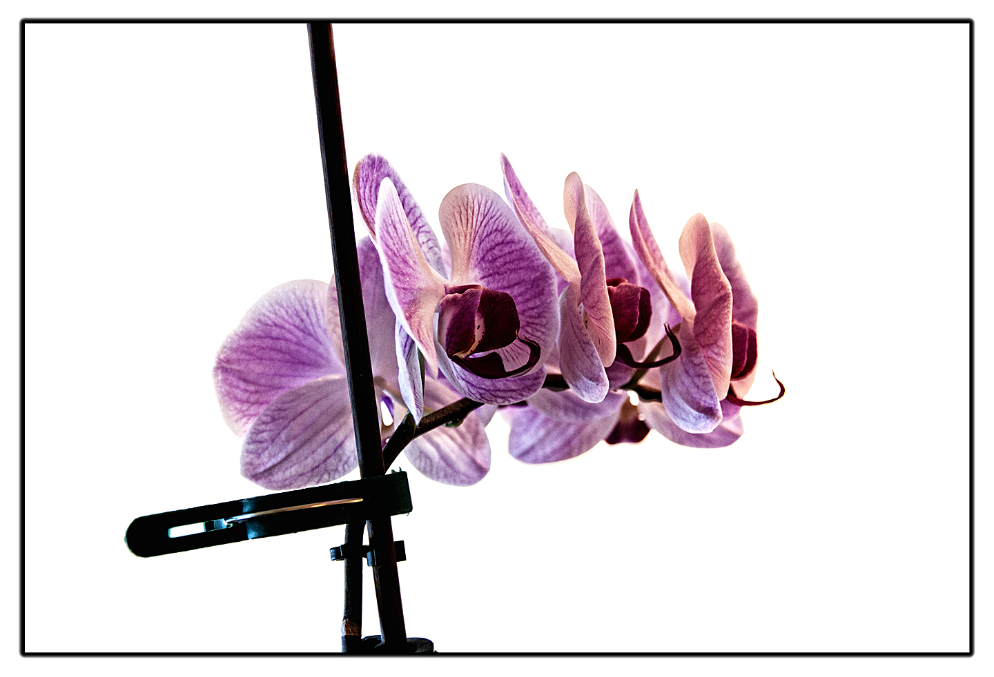 Orchideentrio