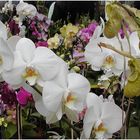 Orchideenverkauf