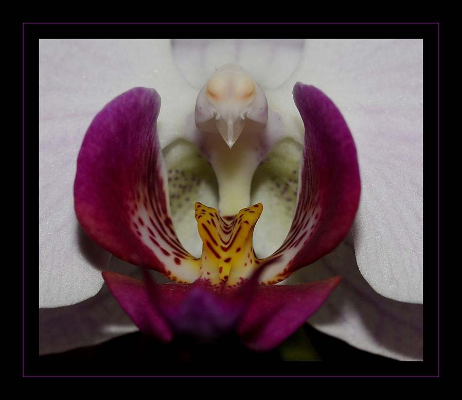 Orchideenvogel