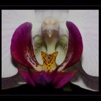 Orchideenvogel