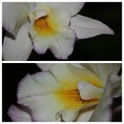 Orchideenwelt