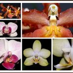 Orchideenwelt...