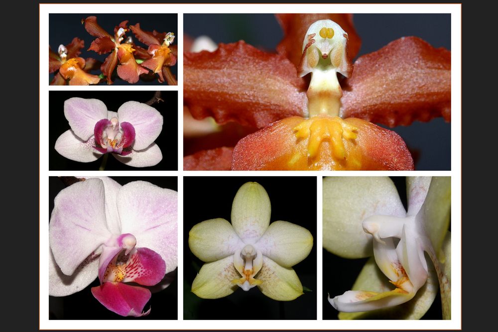 Orchideenwelt...
