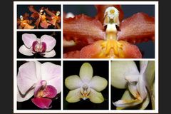 Orchideenwelt...