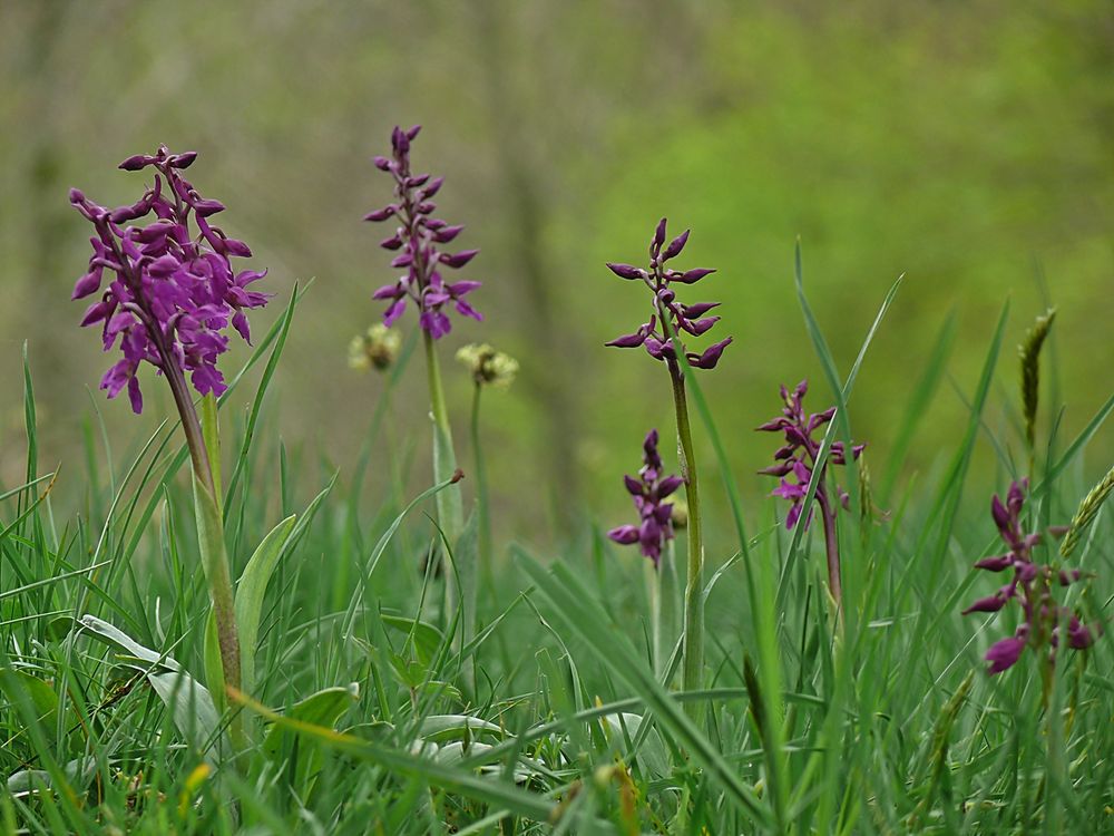 Orchideenwiese .....