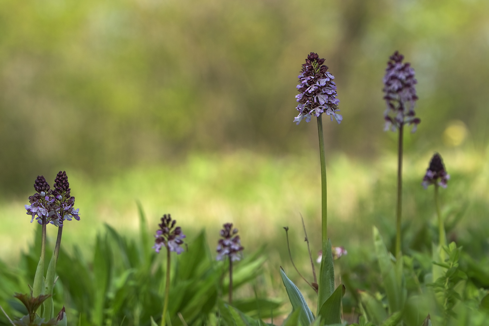 Orchideenwiese