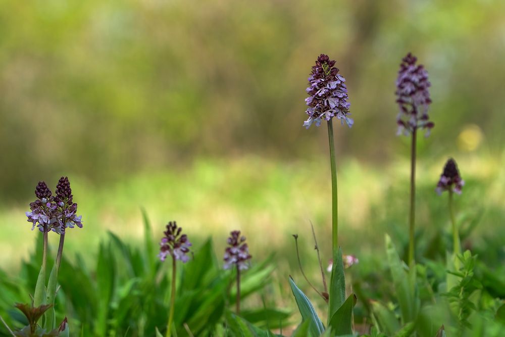 Orchideenwiese