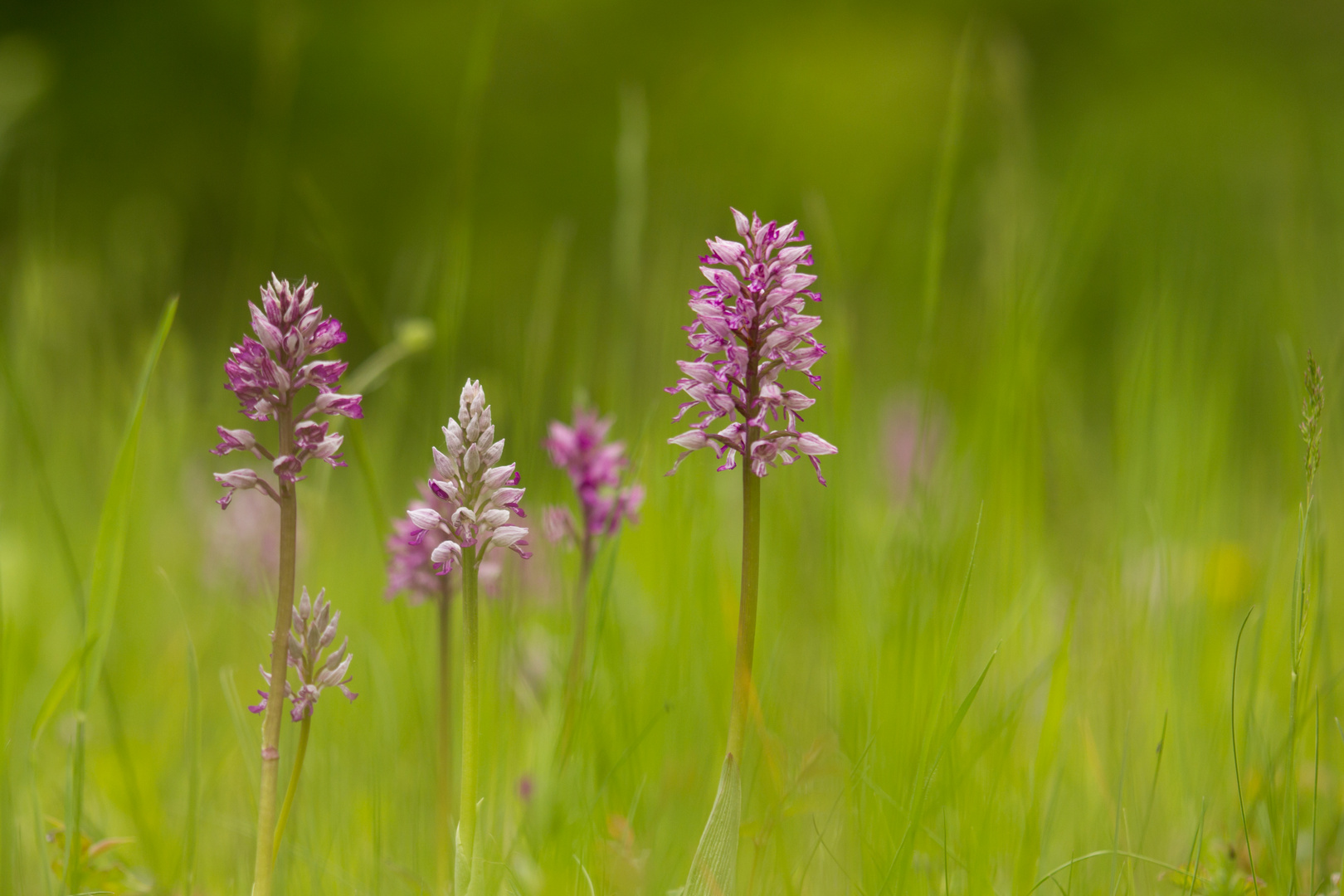 Orchideenwiese