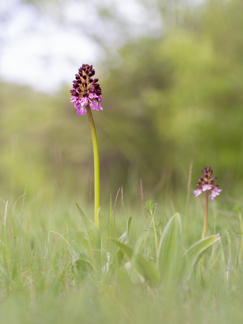 Orchideenwiese