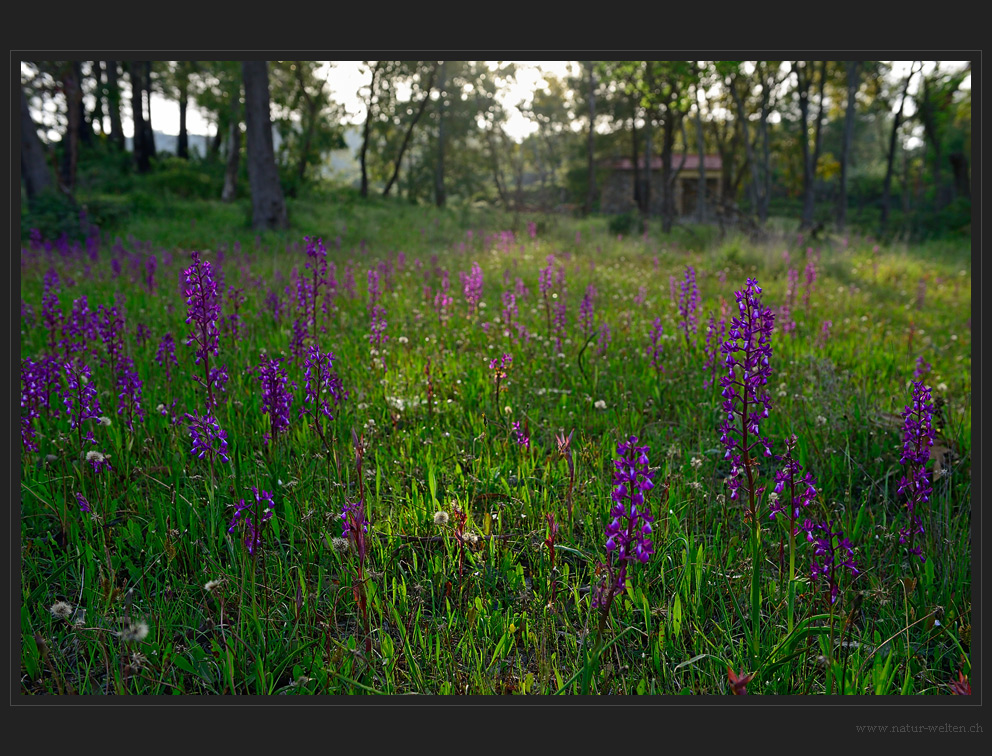 Orchideenwiese am Strassenrand