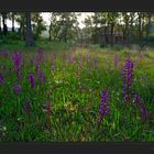 Orchideenwiese am Strassenrand