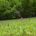 Orchideenwiese am Waldrand