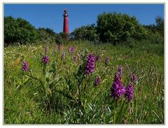 Orchideenwiese auf Schiermonnikoog