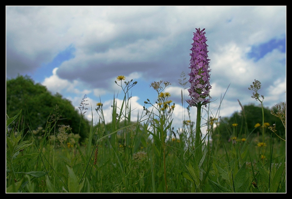 Orchideenwiese bei Braunschweig