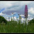 Orchideenwiese bei Braunschweig