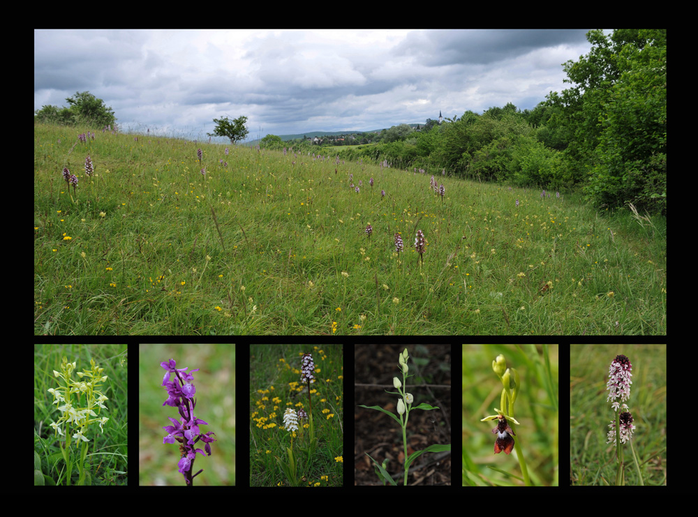 Orchideenwiese bei Eschweiler in der Eifel